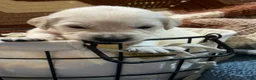 Golden Retriever dogs for sale: Light pink- Honey - Ad 3
