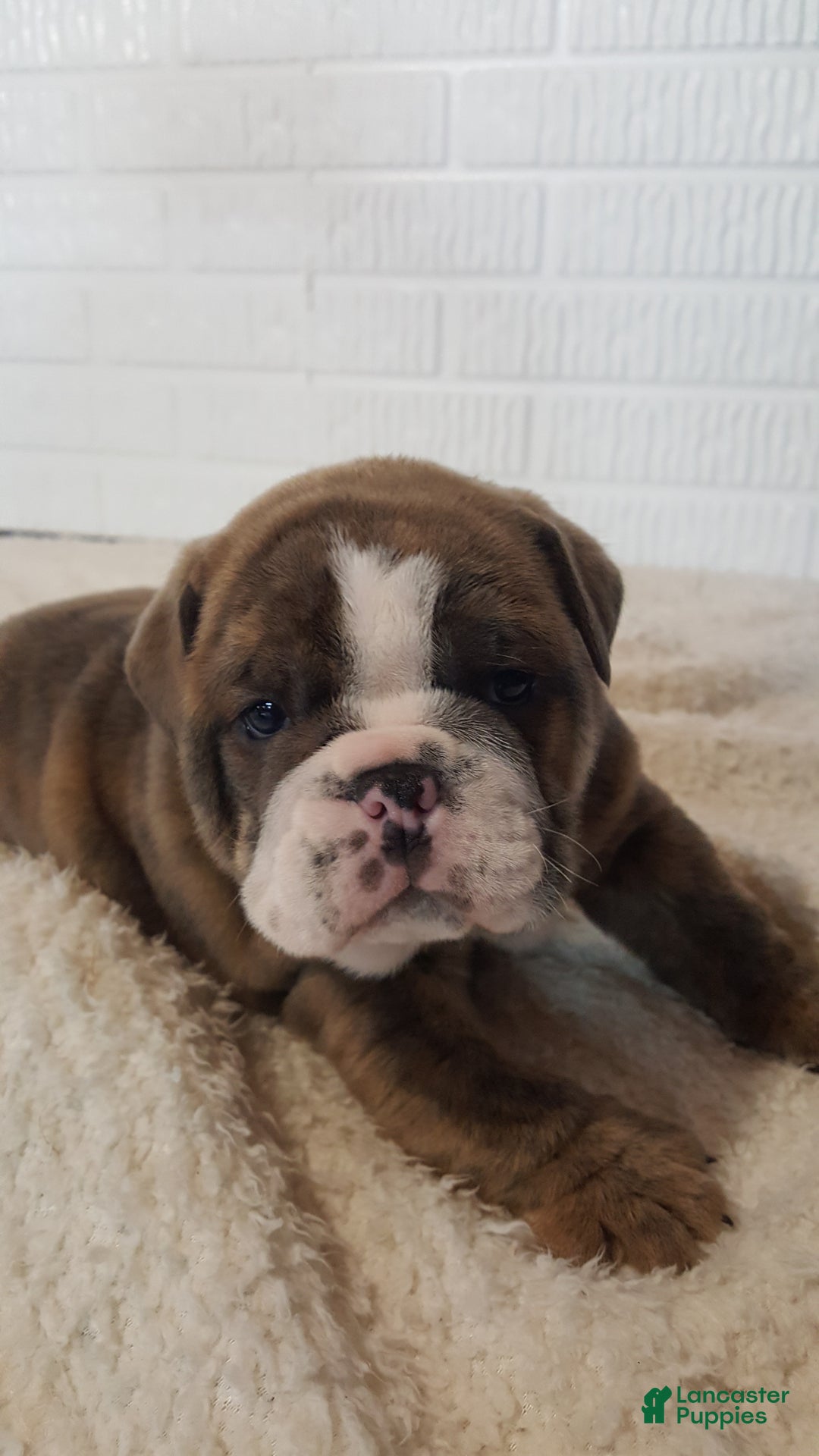 English Bulldog dogs for sale: Ace - Ad 4