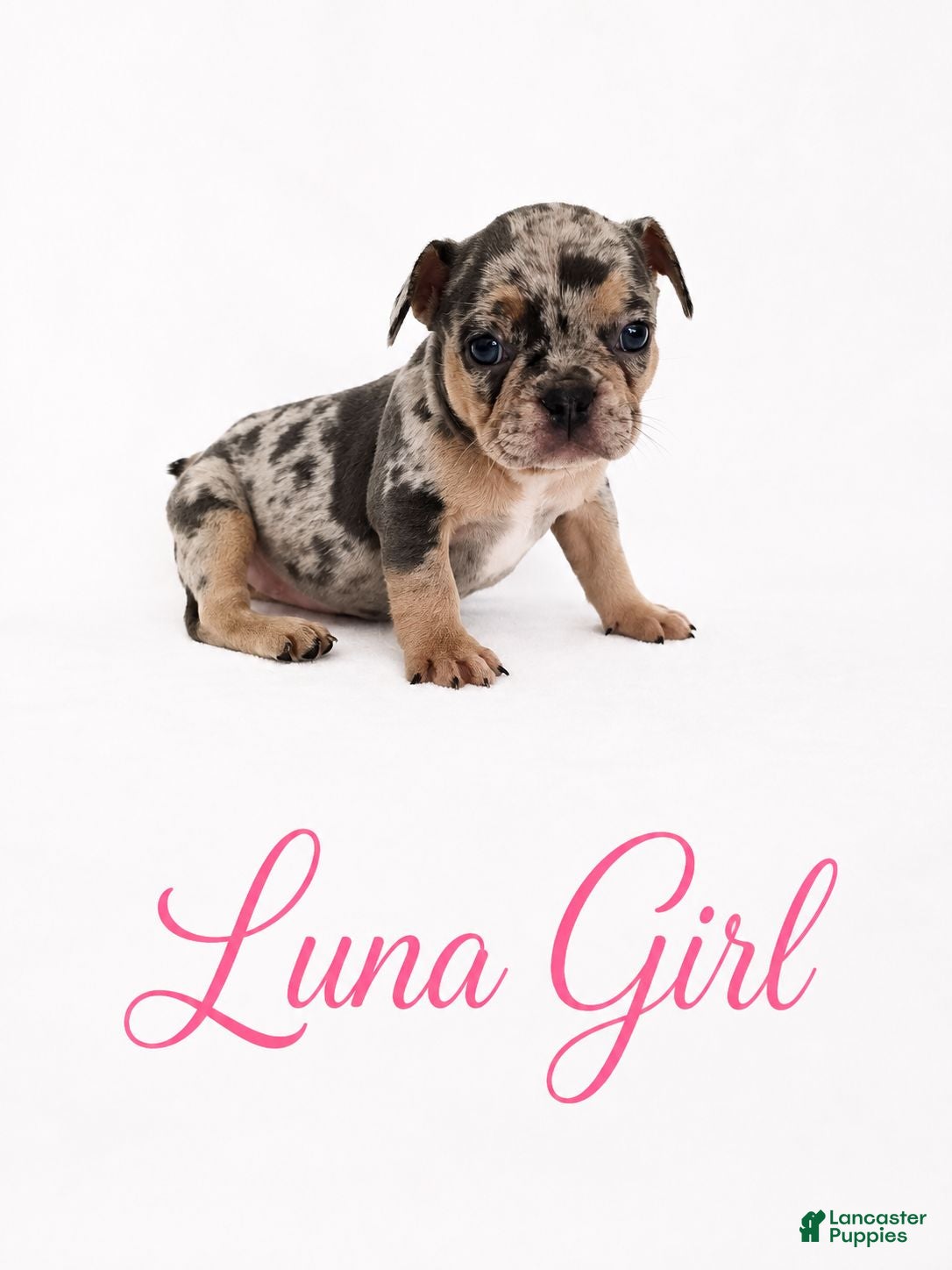 French Bulldog dogs Luna  - Ad 2