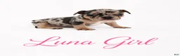 French Bulldog dogs for sale: Luna  - Ad 2