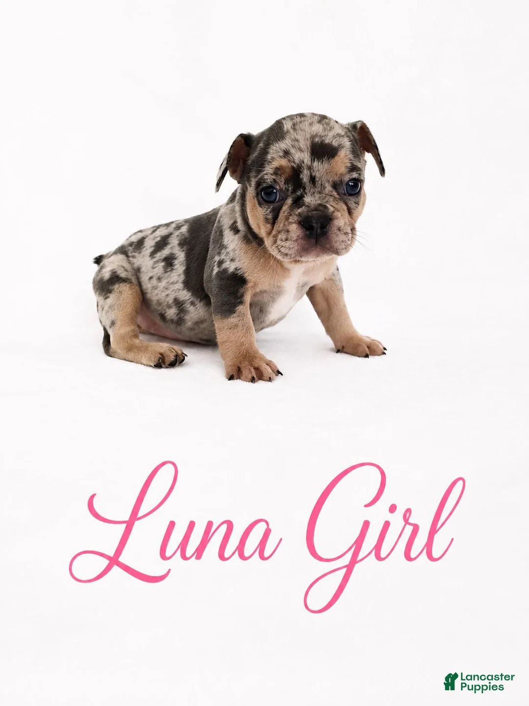 French Bulldog dogs for sale: Luna  - Ad 2