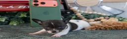 Chihuahua dogs for sale: Teeny - Ad 4