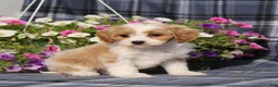 Cavapoo dogs for sale: BJ's Waldo - Ad 5