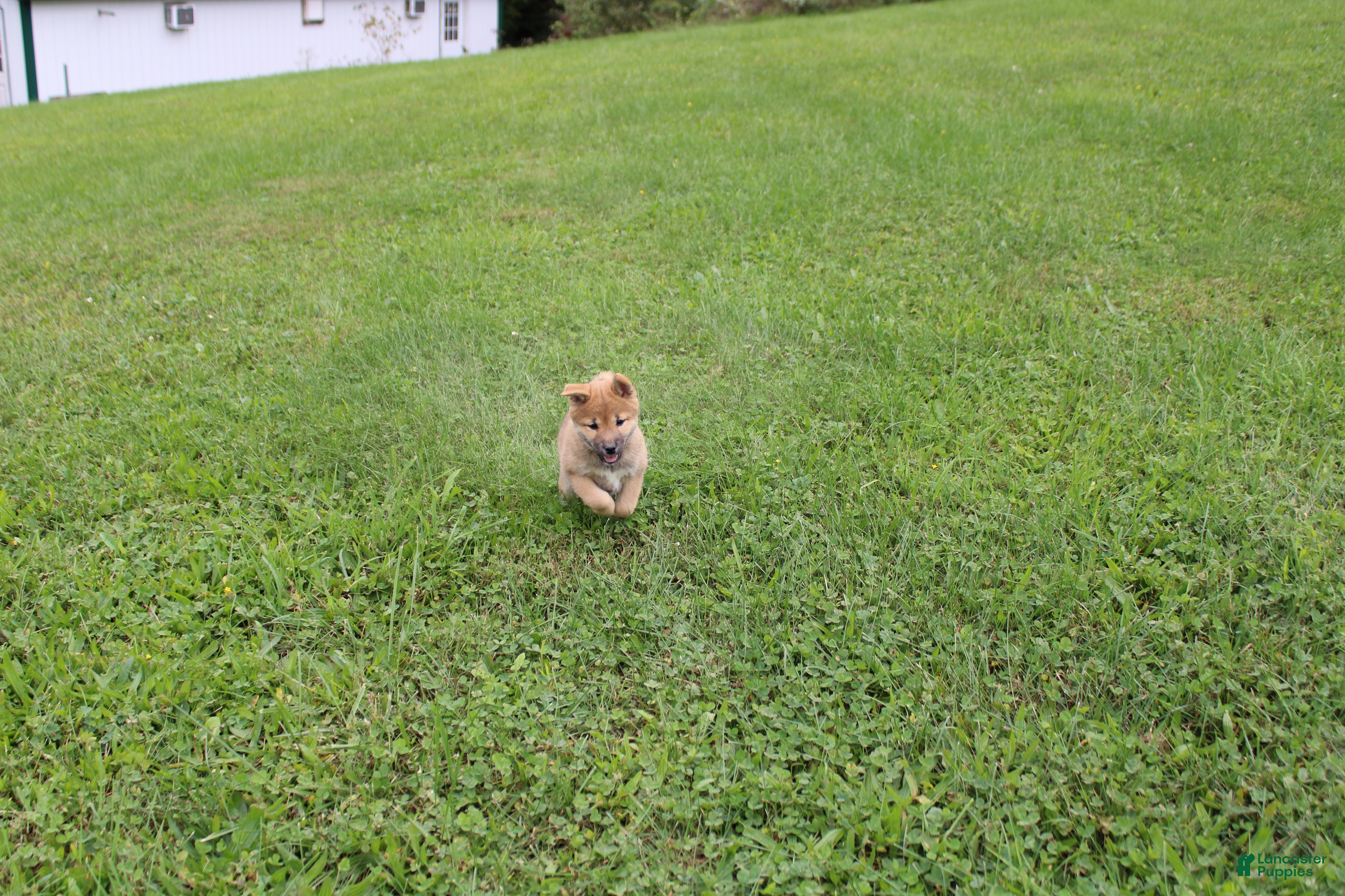 Shiba Inu dogs Chili - Ad 2
