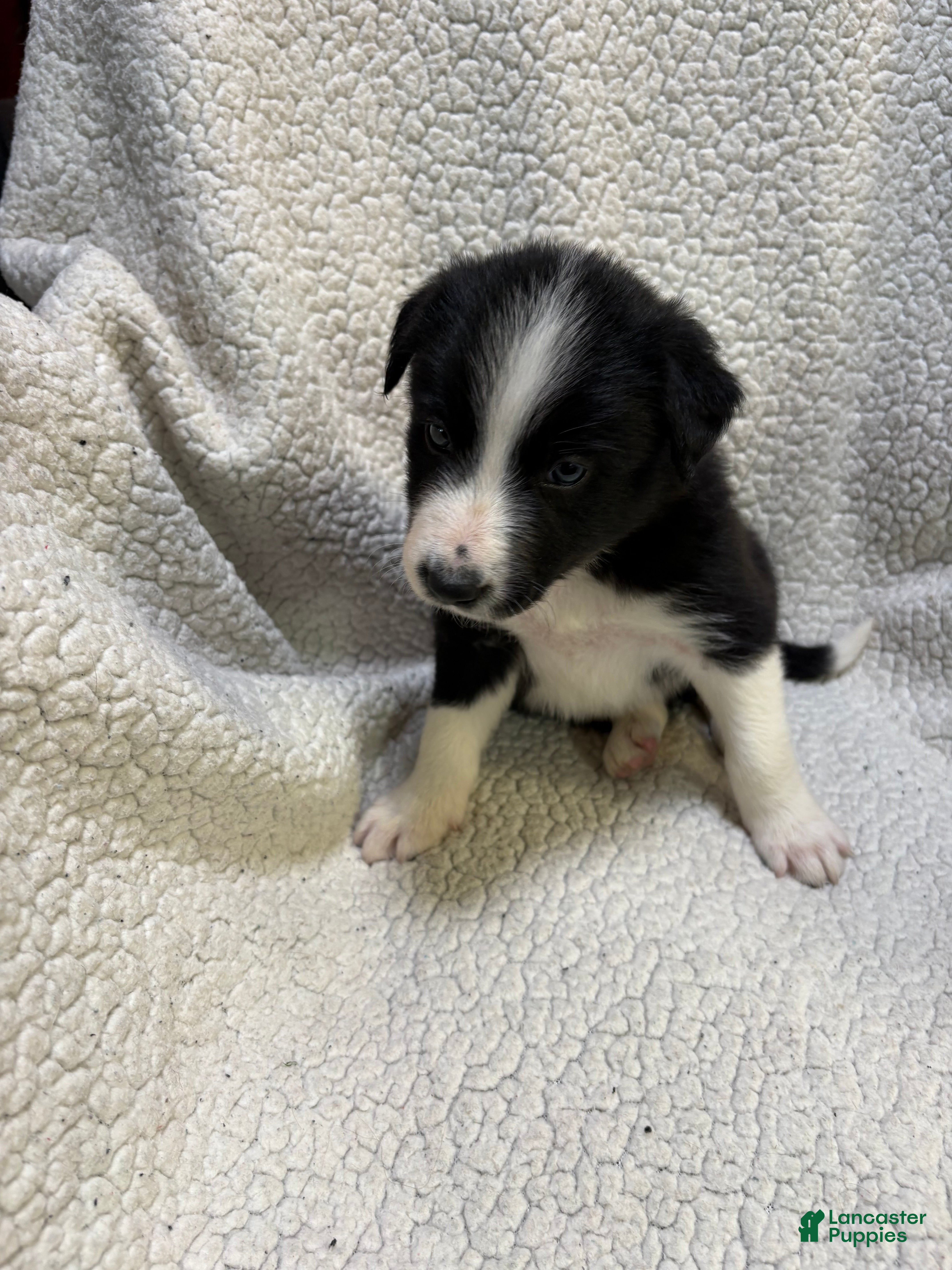 Border Collie dogs Stripe  - Ad 30