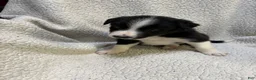 Border Collie dogs for sale: Stripe  - Ad 1