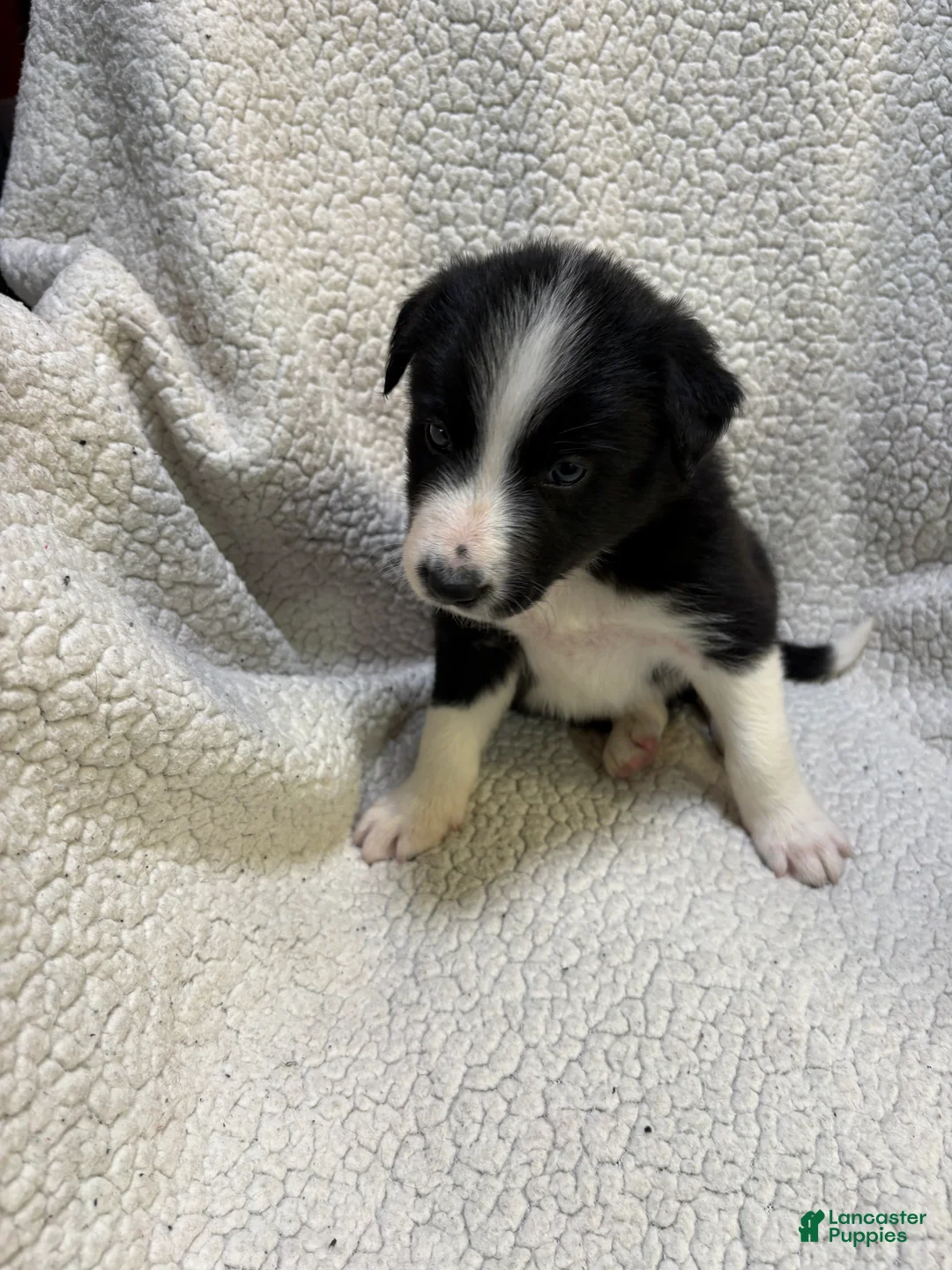 Border Collie dogs for sale: Stripe  - Ad 1
