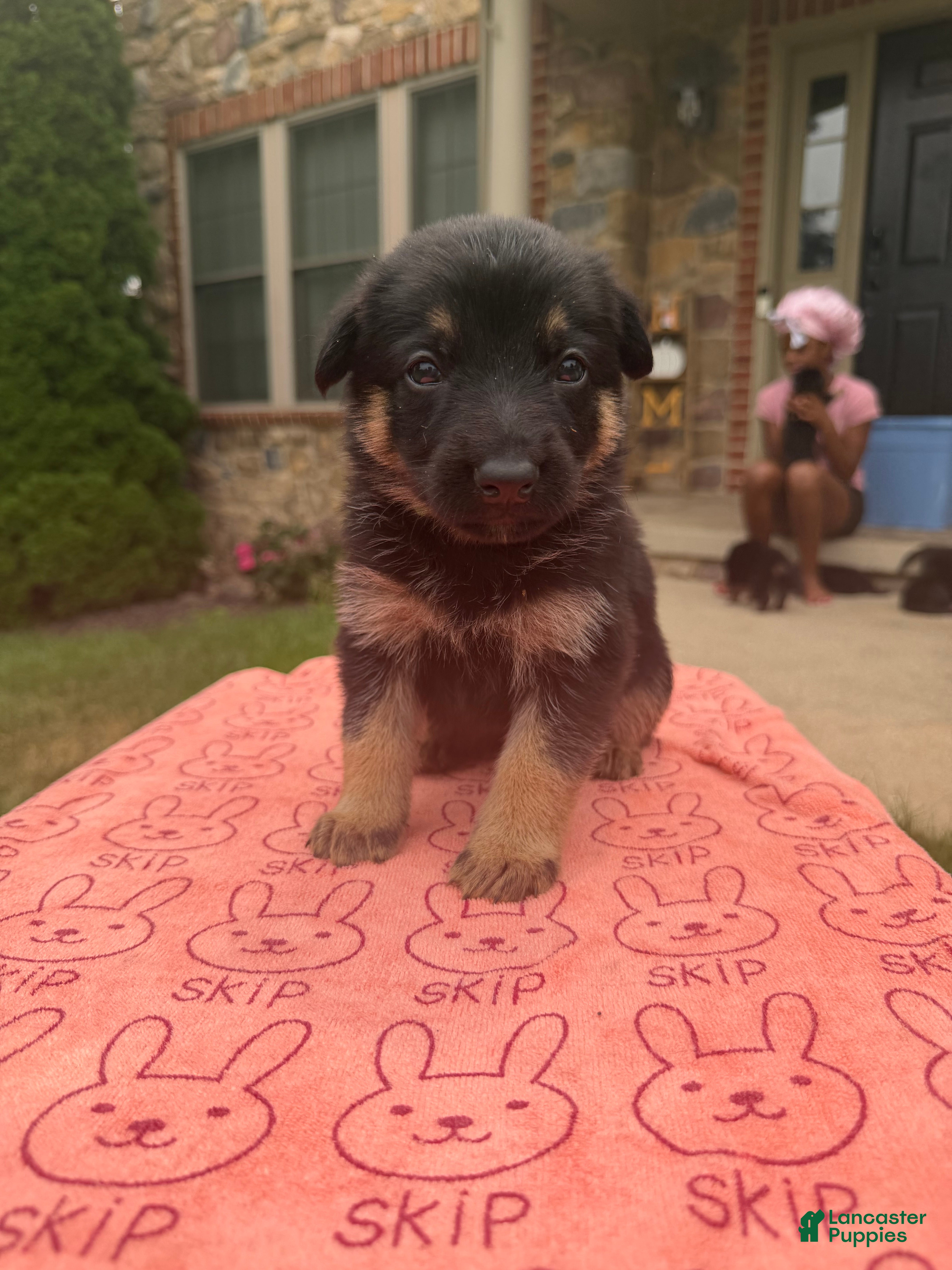 German Shepherd dogs King - Ad 2