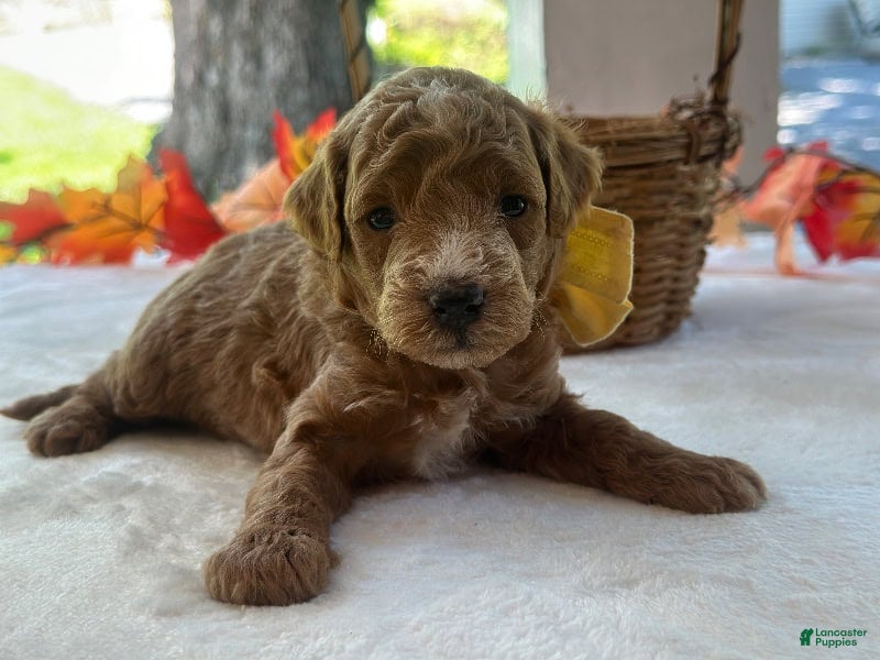 Mini Goldendoodle dogs Reeces - Ad 2