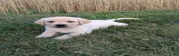 Labrador Retriever dogs for sale: Colby - Ad 4