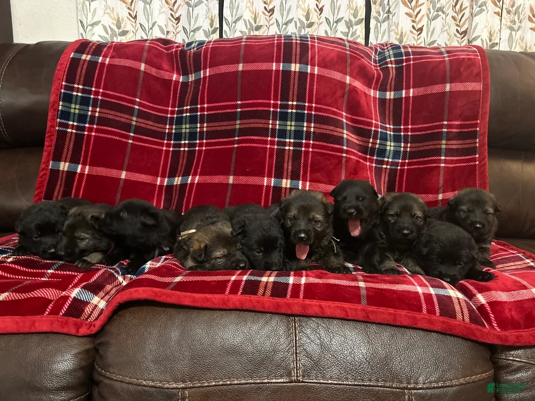 German Shepherd dogs for sale: Willow/Cody Teal - Ad 22