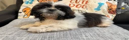 Shih Tzu dogs for sale: Luc - Ad 3