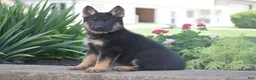 German Shepherd dogs for sale: Callie - Ad 1