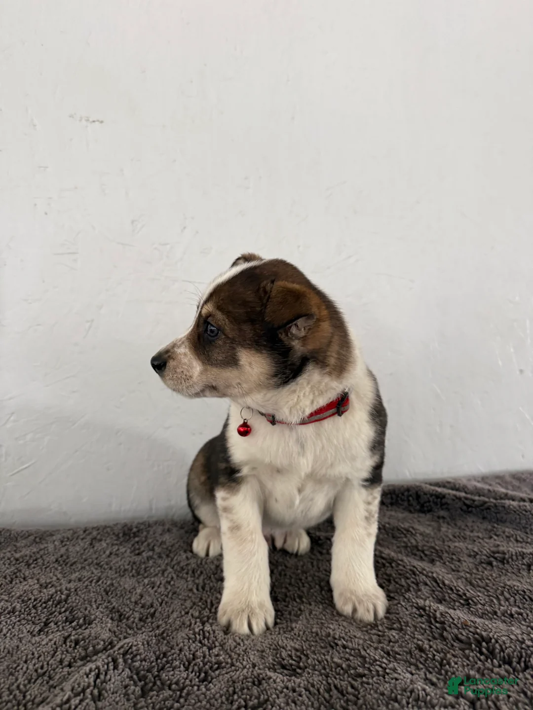 Mixed Breed dogs for sale: Ambre’ - Ad 3