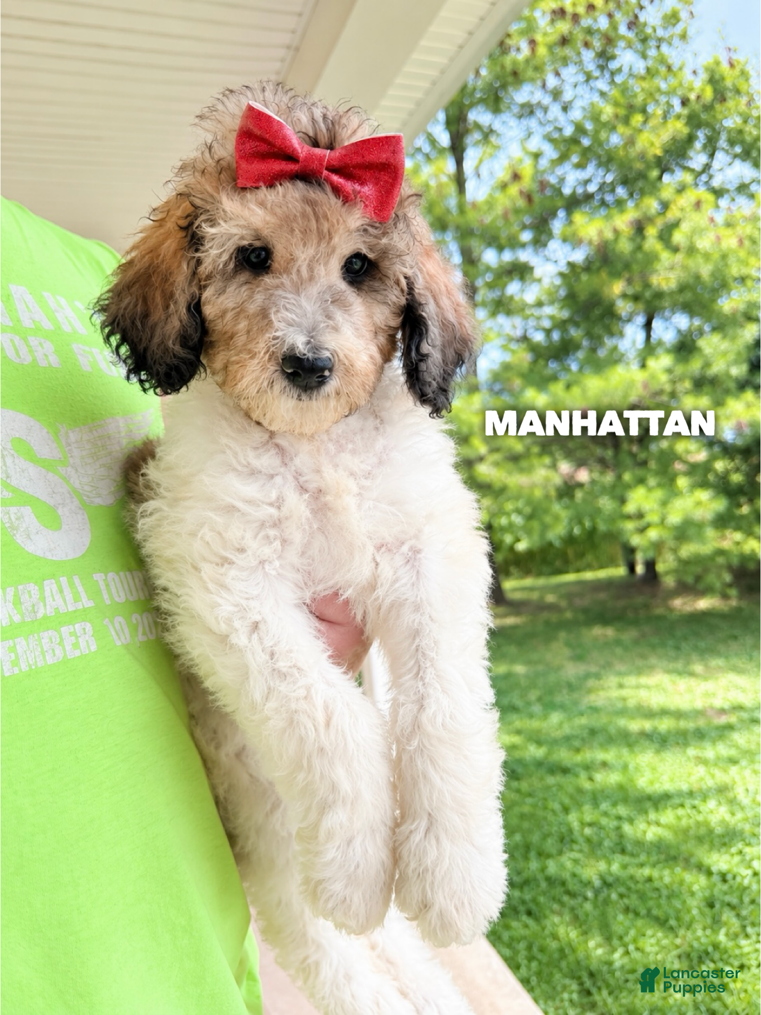 Goldendoodle dogs Manhattan - Standard F1b - Ad 29
