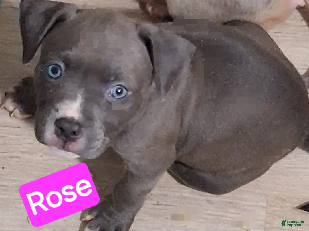 American Bully dogs for sale: Rose - Ad 2