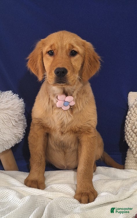 Golden Retriever dogs Sophie - Ad 1