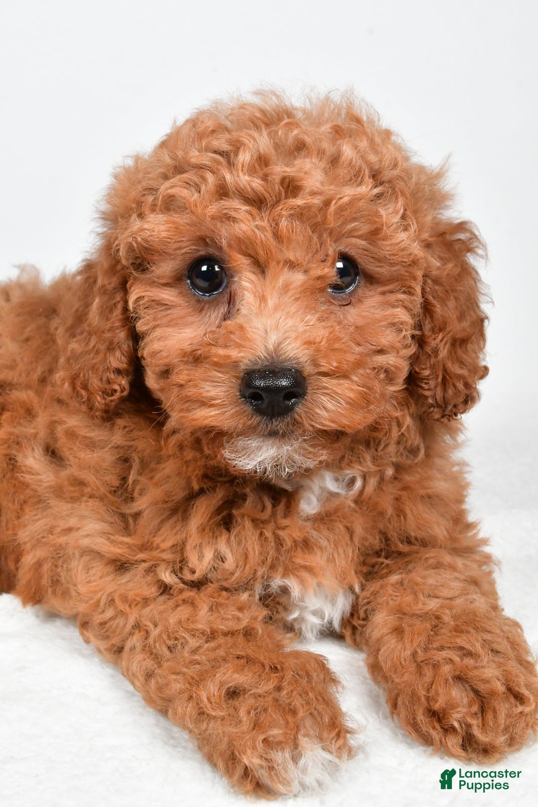 Bichpoo dogs for sale: Bella - Ad 3