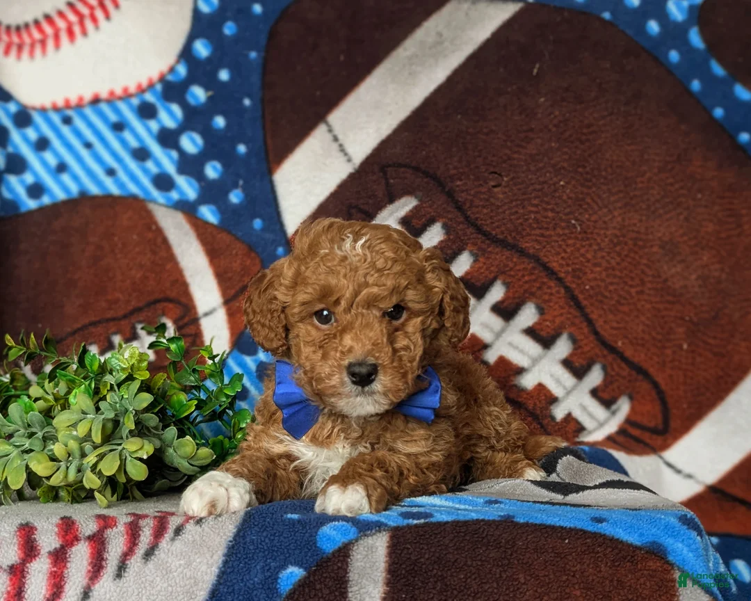 Mixed Breed dogs for sale: Dunmore Hypoallergenic - Ad 6