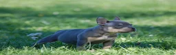 American Bully dogs for sale: Blue Tri female  - Ad 2
