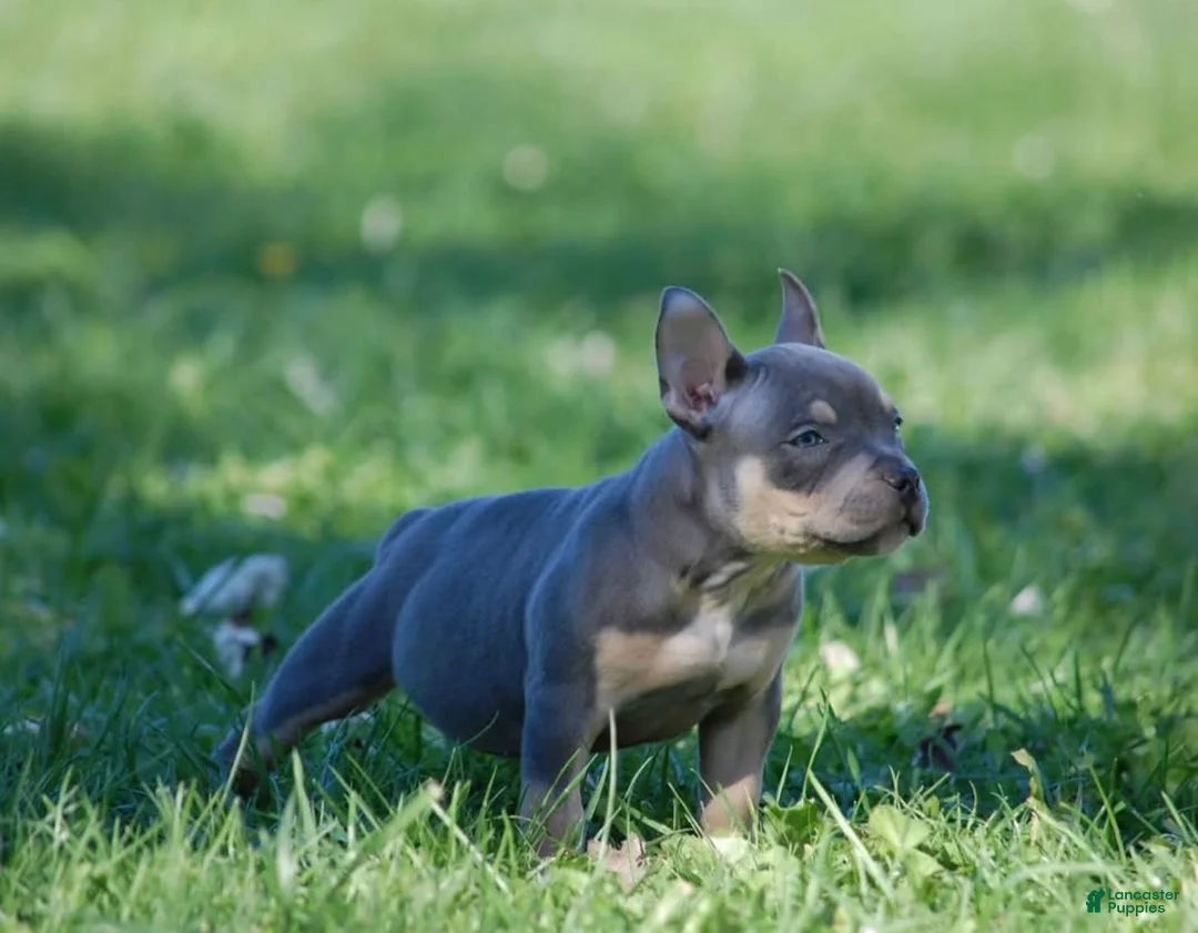 American Bully dogs for sale: Blue Tri female  - Ad 2