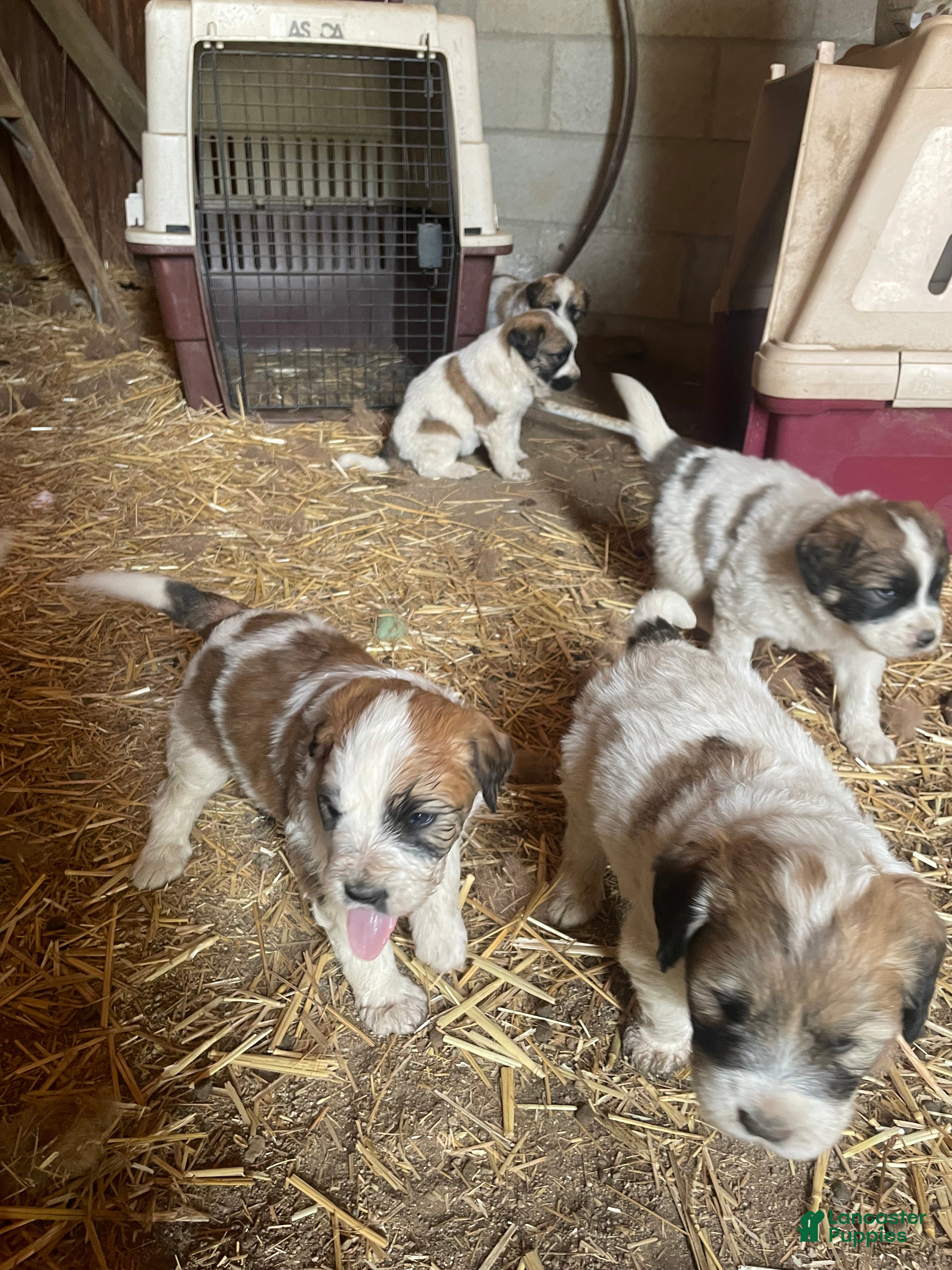 Mixed Breed dogs Mixed Breed Puppy 7 - Ad 28