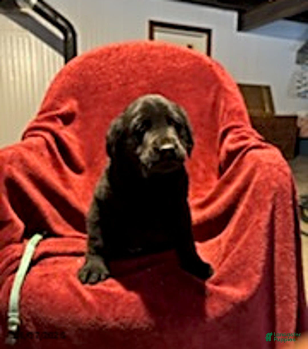 Goldador dogs for sale: Arnold - Ad 5