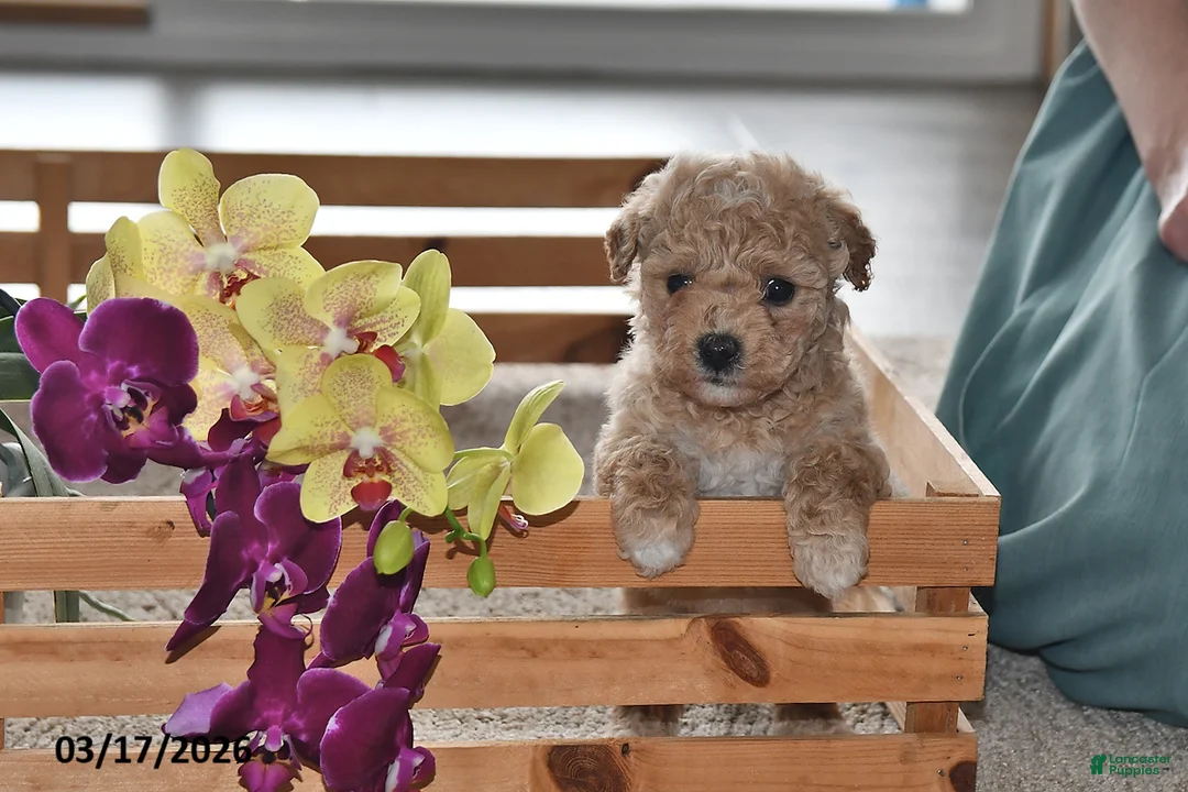 Bichpoo dogs for sale: Jade - Ad 2