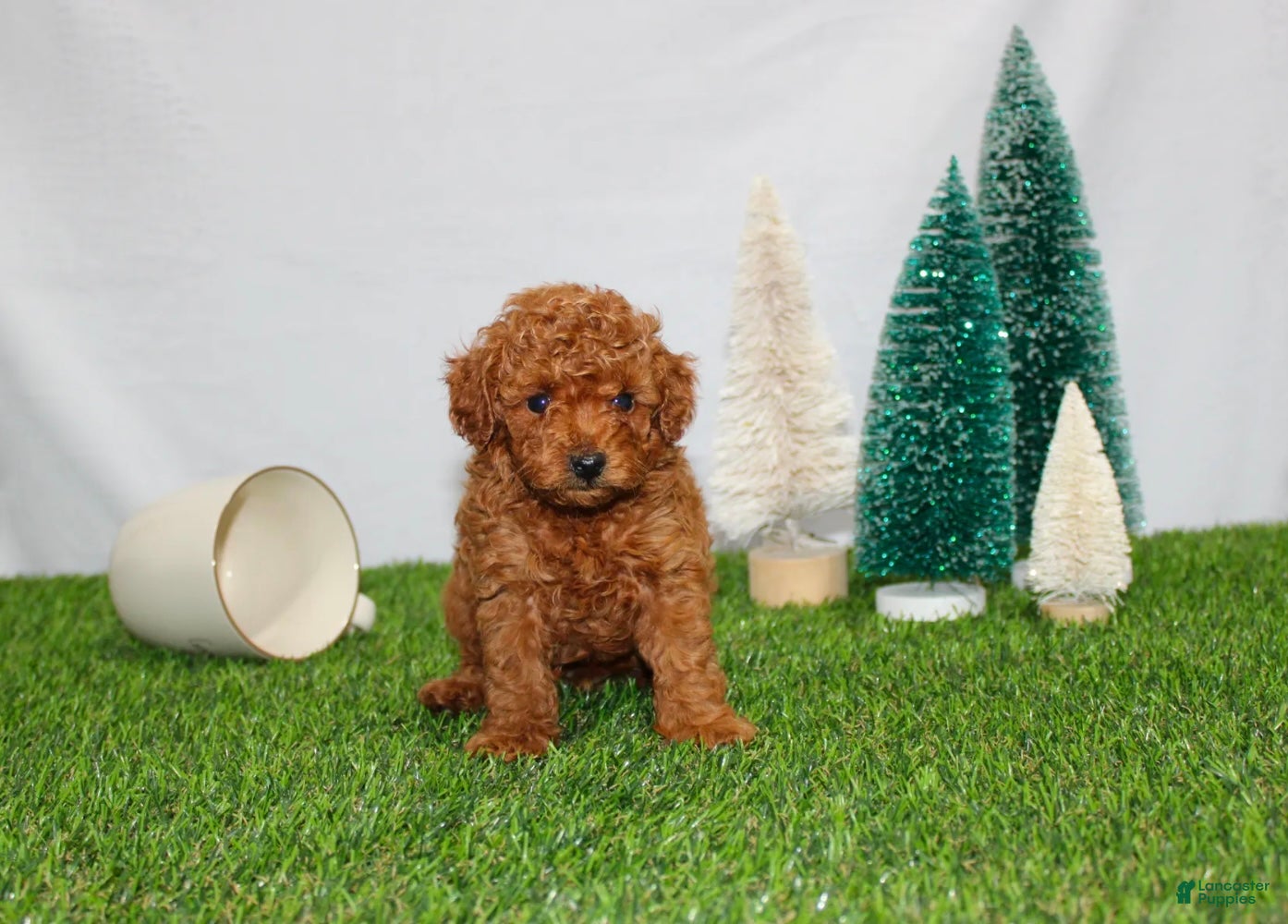 Toy Poodle dogs AKC Baxter (tiny) - Ad 32