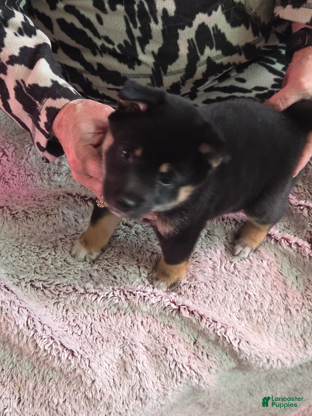 Shiba Inu dogs for sale: Shiba Inu Puppy 3 - Ad 3