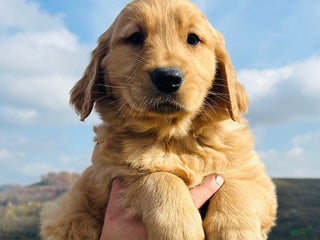 Golden Retriever dogs - Ad 6