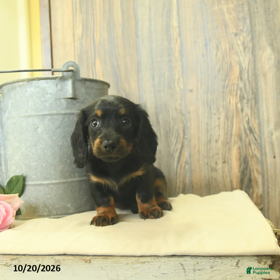 Miniature Dachshund dogs for sale: Donna  - Ad 3