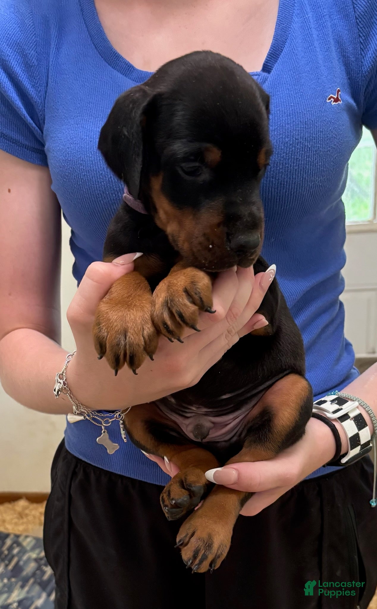 Doberman Pinscher dogs Boy 1 - Ad 1
