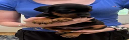 Doberman Pinscher dogs for sale: Boy 1 - Ad 1