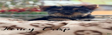 Yorkshire Terrier 5