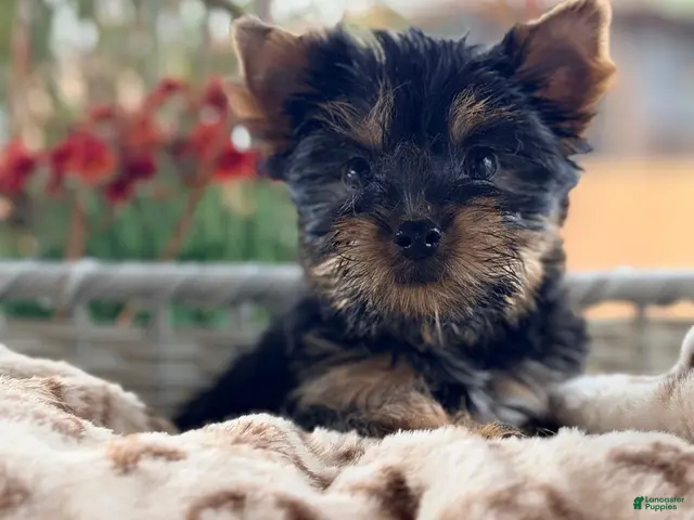 Yorkshire Terrier dogs Yorkshire Terrier 5 - Ad 42