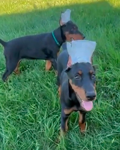 Doberman Pinscher dogs Onyx - Ad 27