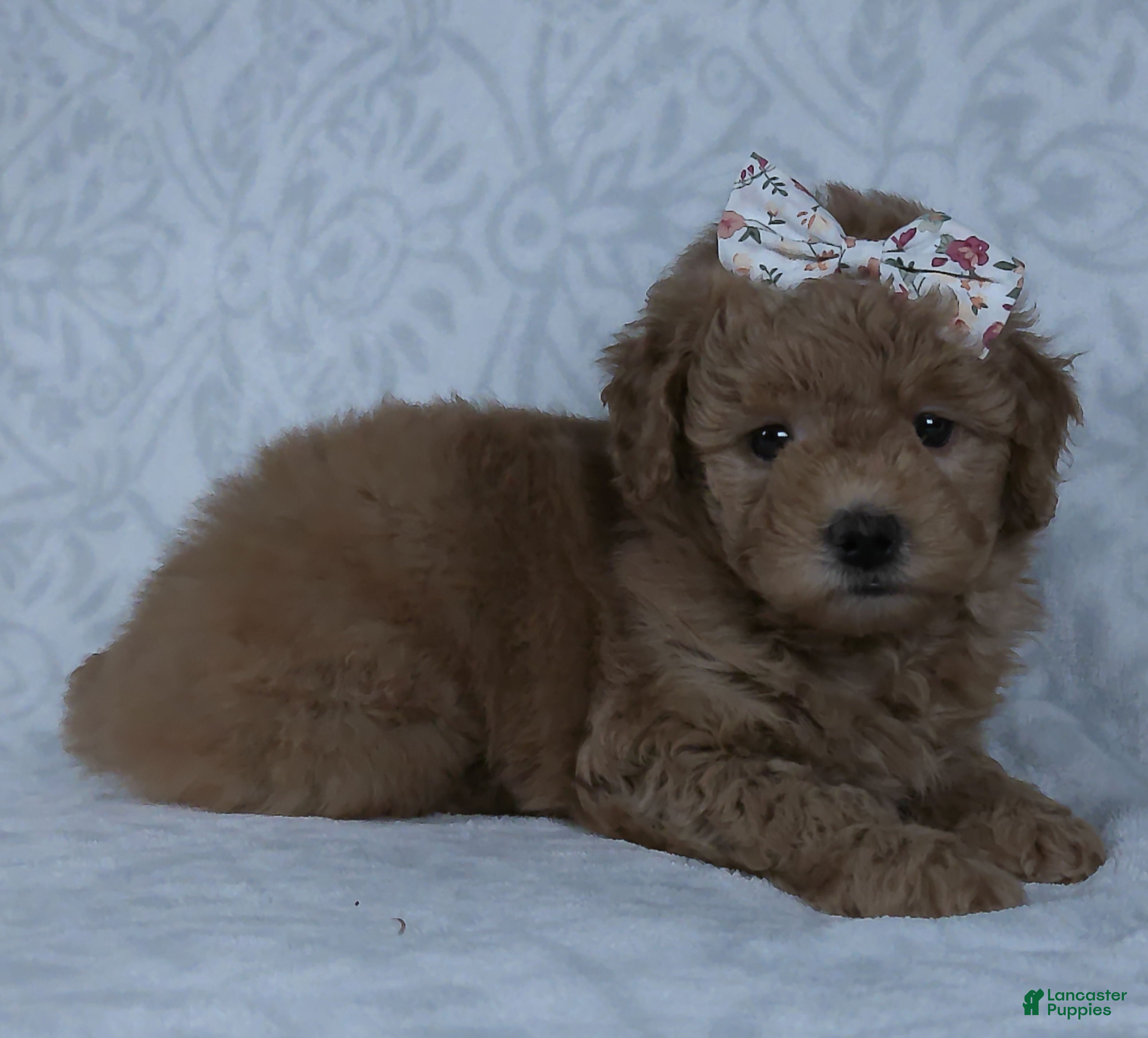 Mini Goldendoodle dogs Kacy - Ad 2
