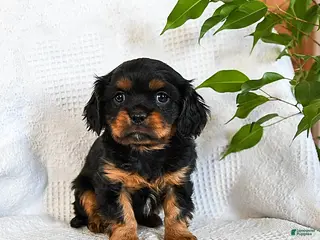 Mixed Breed dogs Matcha - Ad 16