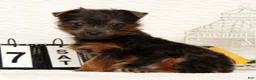 Yorkshire Terrier dogs for sale: Riley - Ad 5