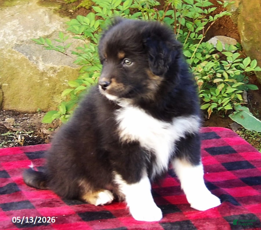 Australian Shepherd dogs Comet - Ad 2