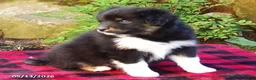 Australian Shepherd dogs for sale: Comet - Ad 2