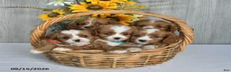 Cavapoo dogs for sale: Neldon - Ad 5