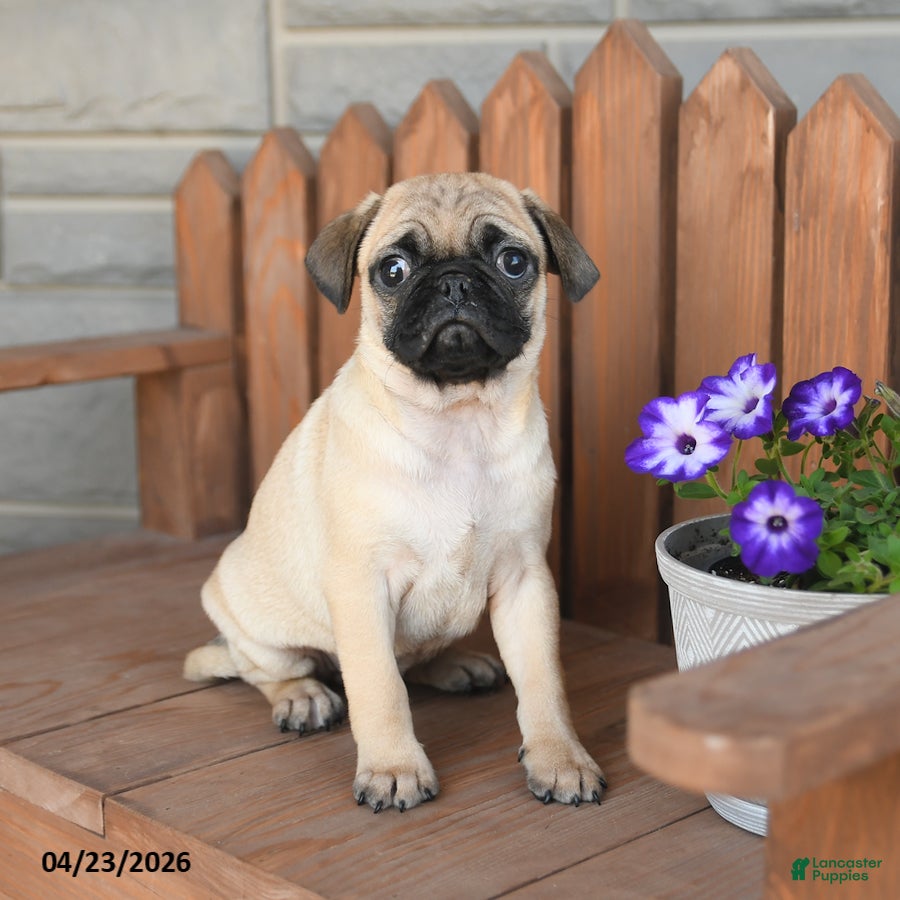 Pug dogs Asher - Ad 1