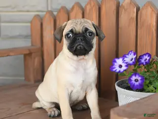 Pug dogs for sale: Asher - Ad 3