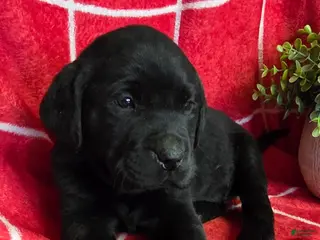 Labrador Retriever dogs Gunner - Ad 13