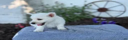 West Highland Terrier dogs for sale: Bandit - Ad 14