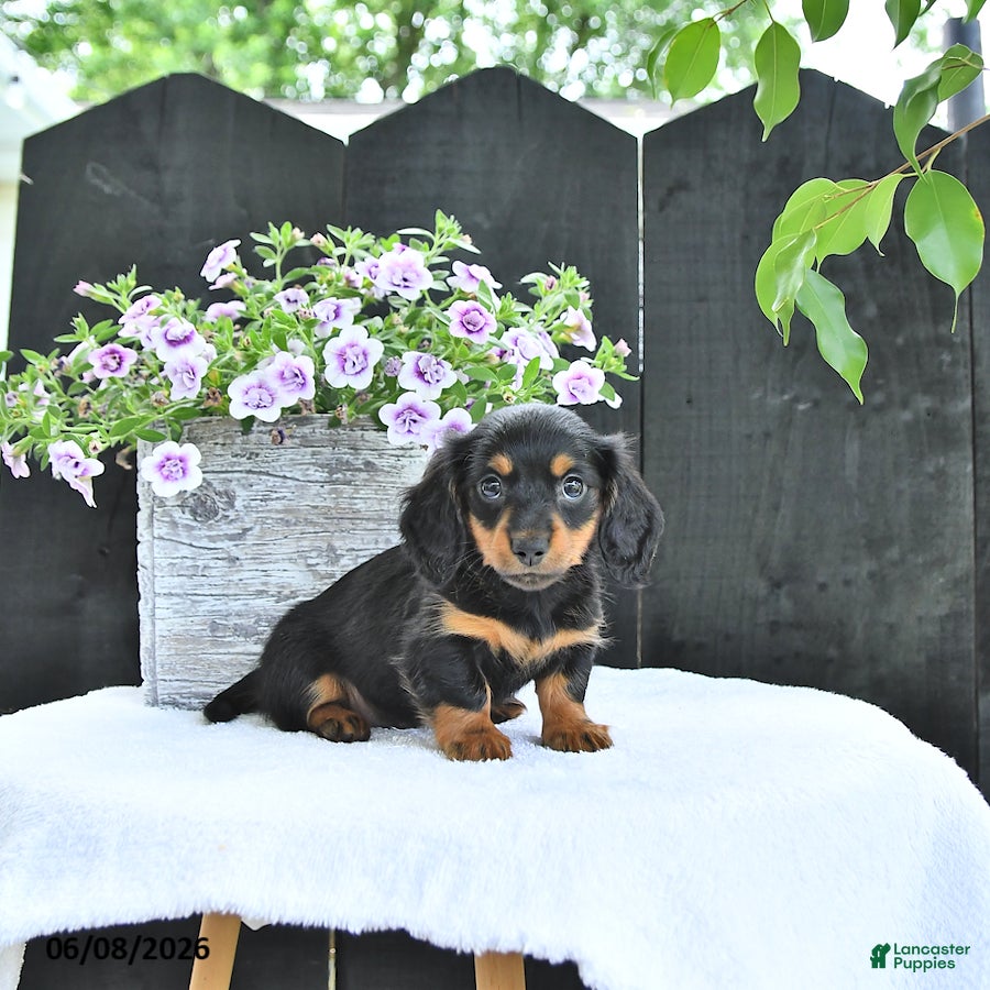 Dachshund dogs Letty - Ad 2