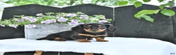 Dachshund dogs for sale: Letty - Ad 2
