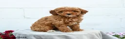 Miniature Poodle dogs for sale: Fuscia  - Ad 3